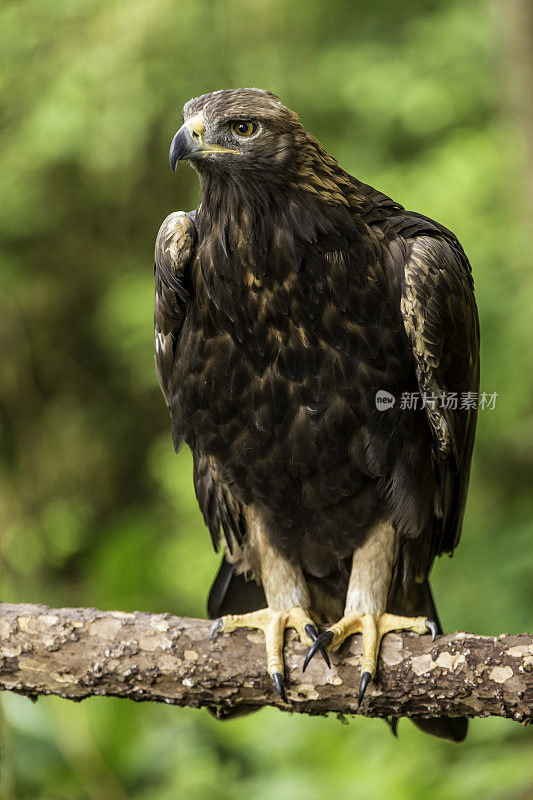 金雕(Aquila chrysaetos)是北半球最著名的猛禽之一。锡特卡,阿拉斯加。